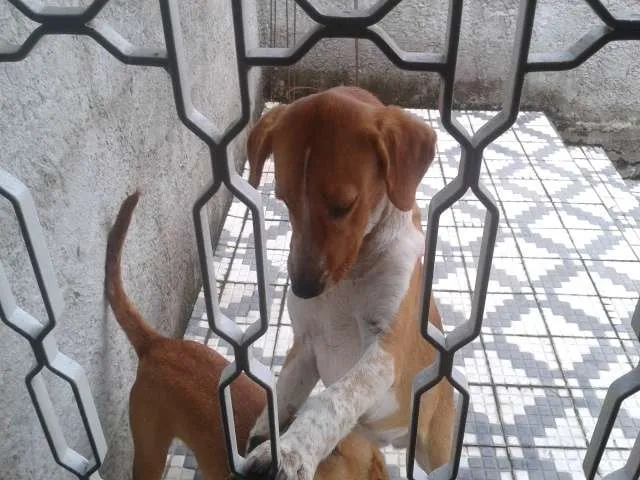 Cachorro ra a SRD idade 7 a 11 meses nome Marley e Apolo