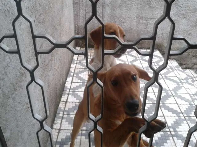 Cachorro ra a SRD idade 7 a 11 meses nome Marley e Apolo