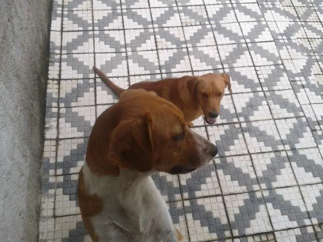 Cachorro ra a SRD idade 7 a 11 meses nome Marley e Apolo