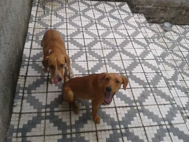 Cachorro ra a SRD idade 7 a 11 meses nome Marley e Apolo