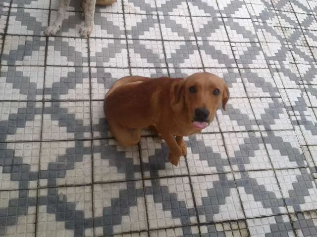 Cachorro ra a SRD idade 7 a 11 meses nome Marley e Apolo