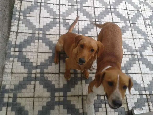 Cachorro ra a SRD idade 7 a 11 meses nome Marley e Apolo