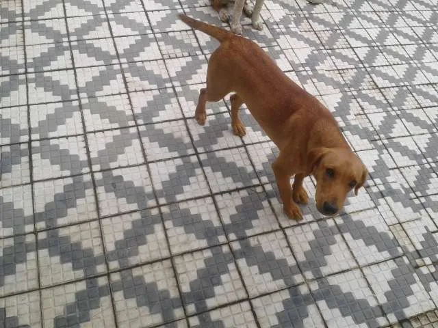 Cachorro ra a SRD idade 7 a 11 meses nome Marley e Apolo