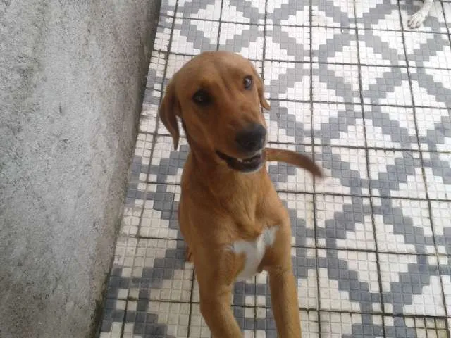 Cachorro ra a SRD idade 7 a 11 meses nome Marley e Apolo