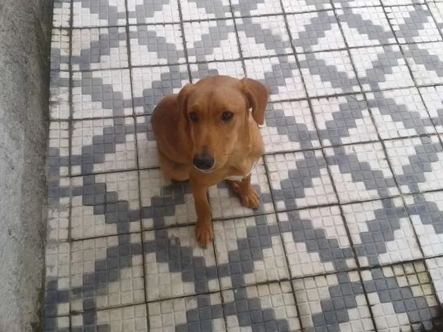 Cachorro ra a SRD idade 7 a 11 meses nome Marley e Apolo