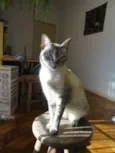 Passarinho