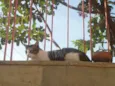 Nandinho