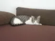 Nandinho