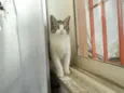 Nandinho