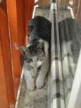 Nandinho
