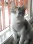Laila