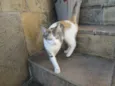 Laila