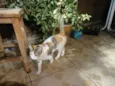 Laila