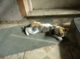 Laila