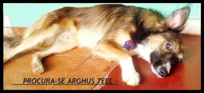 Cachorro raça SRD idade  nome Arghus Teel