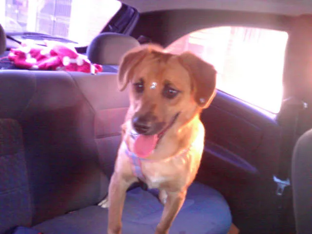 Cachorro ra a SRD idade 7 a 11 meses nome Sophia