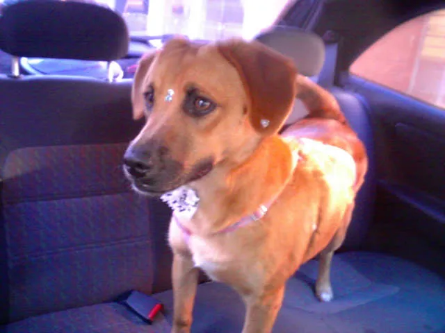 Cachorro ra a SRD idade 7 a 11 meses nome Sophia