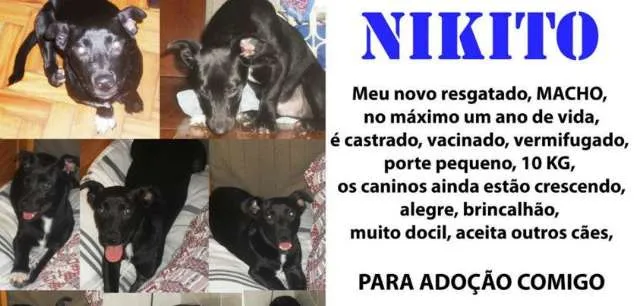 Cachorro ra a SRD idade 7 a 11 meses nome Nicolas