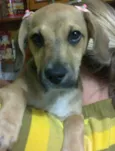 Mix de Beagle