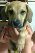 Mix de Beagle