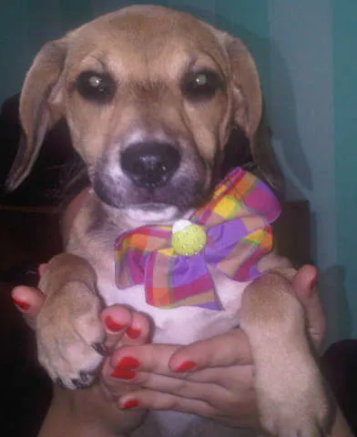Cachorro ra a SRD idade 2 a 6 meses nome Mix de Beagle