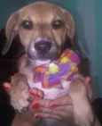 Mix de Beagle