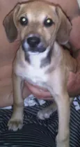 Mix de Beagle