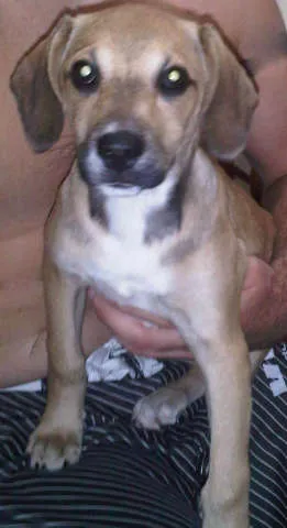 Cachorro ra a SRD idade 2 a 6 meses nome Mix de Beagle