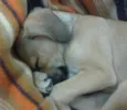Mix de Beagle