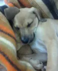 Mix de Beagle