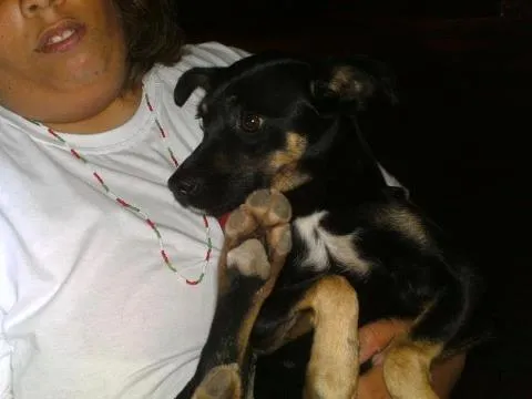 Cachorro ra a SRD idade 2 anos nome Pretinha
