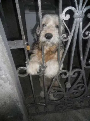 Cachorro raça SRD idade 1 ano nome Teo