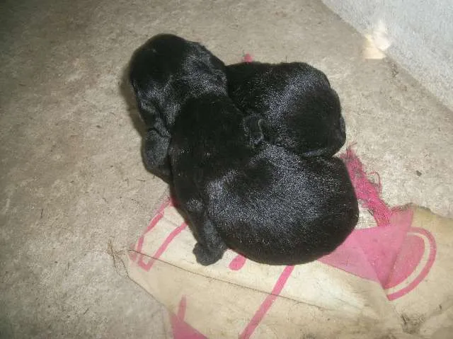Cachorro ra a SRD idade Abaixo de 2 meses nome ainda sem nome