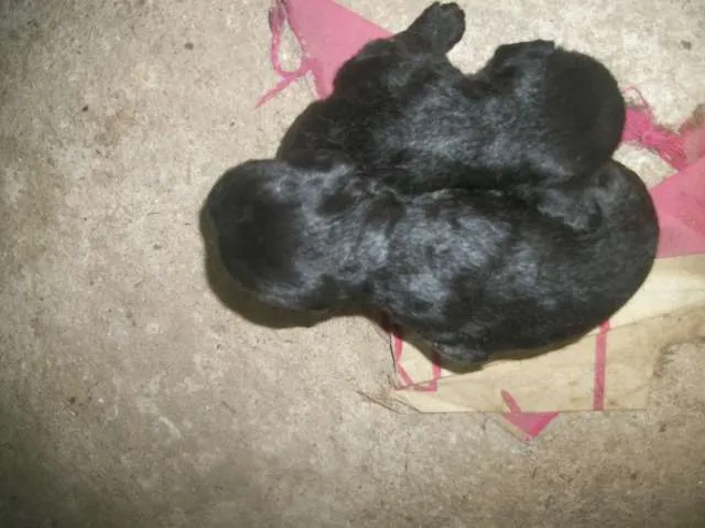 Cachorro ra a SRD idade Abaixo de 2 meses nome ainda sem nome