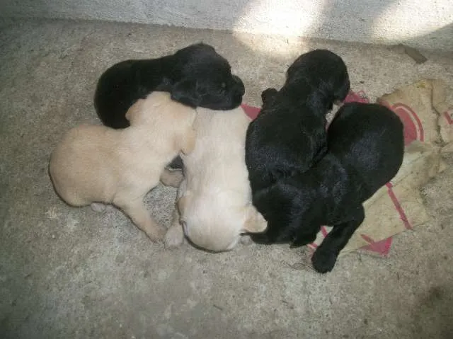 Cachorro ra a SRD idade Abaixo de 2 meses nome ainda sem nome
