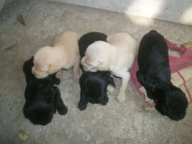 Cachorro ra a SRD idade Abaixo de 2 meses nome ainda sem nome