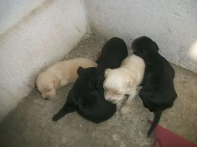 Cachorro ra a SRD idade Abaixo de 2 meses nome ainda sem nome