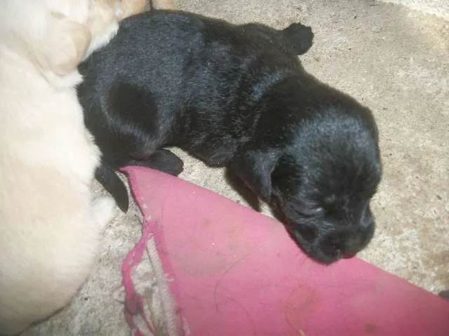 Cachorro ra a SRD idade Abaixo de 2 meses nome ainda sem nome