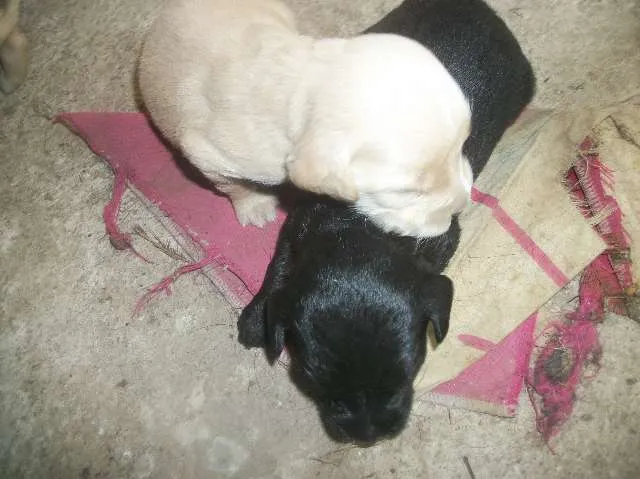 Cachorro ra a SRD idade Abaixo de 2 meses nome ainda sem nome