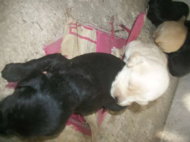Cachorro ra a SRD idade Abaixo de 2 meses nome ainda sem nome
