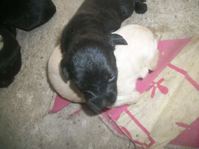 Cachorro ra a SRD idade Abaixo de 2 meses nome ainda sem nome