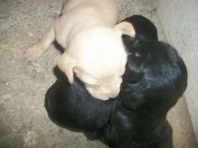 Cachorro ra a SRD idade Abaixo de 2 meses nome ainda sem nome