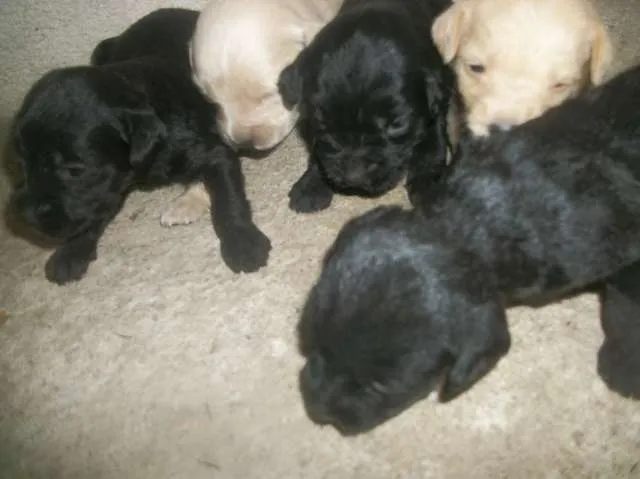 Cachorro ra a SRD idade Abaixo de 2 meses nome ainda sem nome