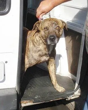 Cachorro raça Pit Bull idade 1 ano nome Pit bull