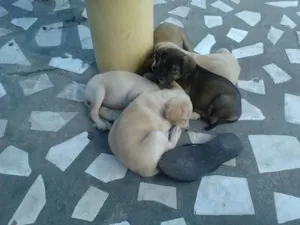 Cachorro raça não sei idade 2 a 6 meses nome não tem
