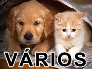 Cachorro raça Várias idade  nome Vários Clube das Mo