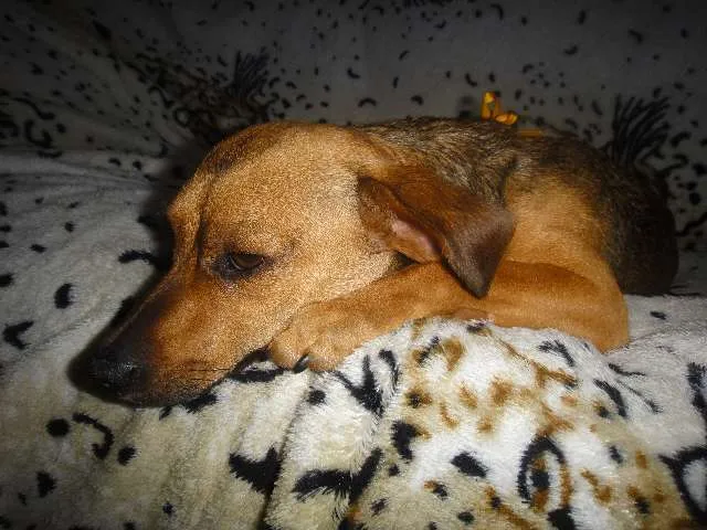 Cachorro ra a SEM RAÇA DEFINIDA idade 7 a 11 meses nome SABRINA