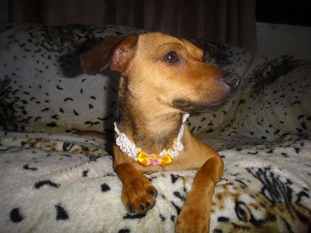 Cachorro ra a SEM RAÇA DEFINIDA idade 7 a 11 meses nome SABRINA