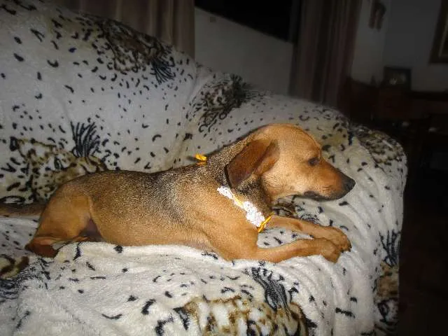 Cachorro ra a SEM RAÇA DEFINIDA idade 7 a 11 meses nome SABRINA