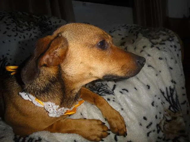 Cachorro ra a SEM RAÇA DEFINIDA idade 7 a 11 meses nome SABRINA